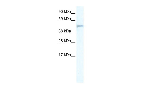 WB Suggested Anti-FOXI1 Antibody Titration: 5.0ug/ml ELISA Titer: 1:312500 Positive Control: NIH/3T3 cell lysate
