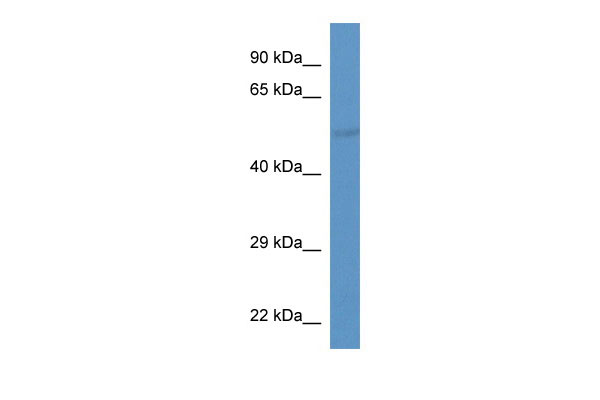 WB Suggested Anti-Slc37a2 Antibody Titration: 1.0 ug/ml Positive Control: Mouse Liver