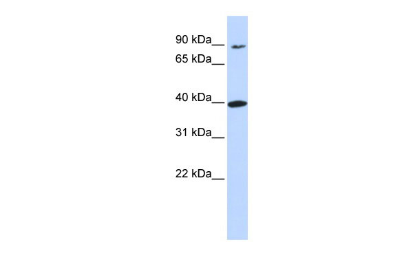 WB Suggested Anti-OR11H12 Antibody Titration: 0.2-1 ug/ml ELISA Titer: 1:312500 Positive Control: 721_B cell lysate