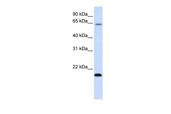 WB Suggested Anti-FAM19A3 Antibody Titration: 0.2-1 ug/ml ELISA Titer: 1:1562500 Positive Control: Human Liver