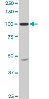 SH3D19 monoclonal antibody (M01), clone 5C7. Western Blot analysis of SH3D19 expression in Raw 264.7((Cat # AT3872a )