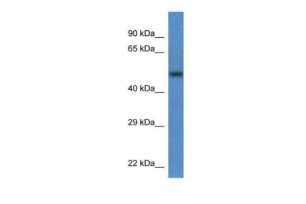WB Suggested Anti-Tcn2 Antibody Titration: 1.0 ug/ml Positive Control: Mouse Pancreas