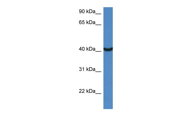 WB Suggested Anti-Morf4l1 Antibody Titration: 1.0 ug/ml Positive Control: Mouse Small Intestine