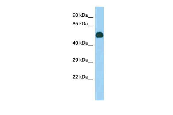 Host: Rabbit Target Name: Gif Sample Tissue: Mouse Stomach lysates Antibody Dilution: 1.0ug/ml