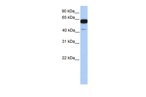 WB Suggested Anti-PWWP2A Antibody Titration: 0.2-1 ug/ml Positive Control: Human brain