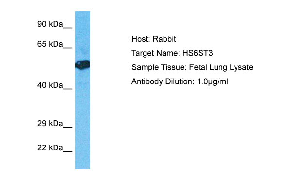 Host: Rabbit Target Name: H6ST3 Sample Tissue: Fetal Lung lysates Antibody Dilution: 1.0ug/ml