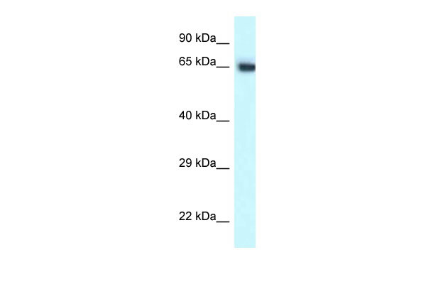 Cct7 antibody - C-terminal region (AI13328) validated by WB using 293T cells lysate at 1:1,000 dilution for antibody samples and 1:10,000 for secondary antibodies.