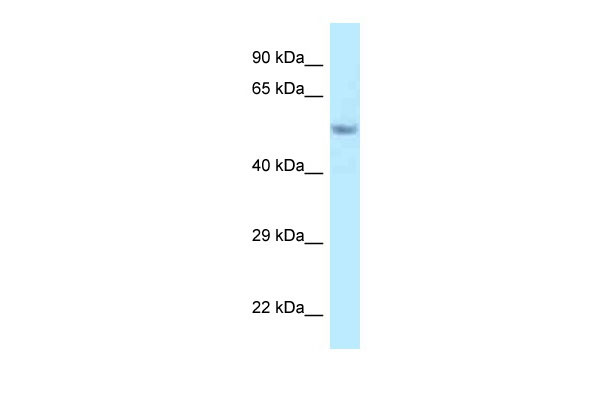 WB Suggested Anti-Fam114a2 Antibody Titration: 1.0 ug/ml Positive Control: Mouse Pancreas