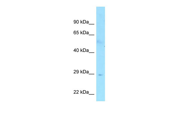 Host: Rabbit Target Name: FAM133B Antibody Dilution: 1.0ug/ml Sample Tissue: Human Small Intestine