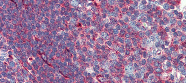 Immunohistochemistry with Human Tonsil lysate tissue at an antibody concentration of 5.0ug/ml using anti-PHACTR1 antibody (AI13789)