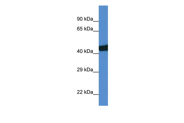 WB Suggested Anti-Sec14l3 Antibody Titration: 1.0 ug/ml Positive Control: Rat Lung