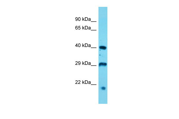 Host: Rabbit Target Name: Usp12 Sample Tissue: Mouse Stomach lysates Antibody Dilution: 1.0ug/ml