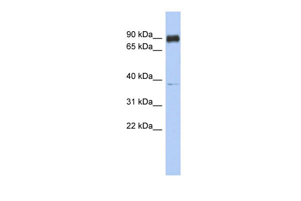WB Suggested Anti-CCDC157 Antibody Titration: 0.2-1 ug/ml ELISA Titer: 1:1562500 Positive Control: Human heart