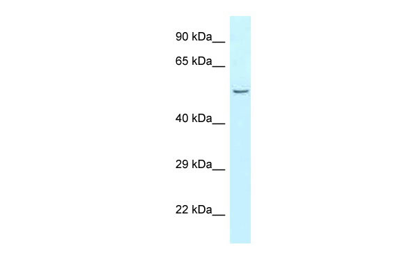 WB Suggested Anti-Cpa5 Antibody Titration: 1.0 ug/ml Positive Control: Rat Muscle