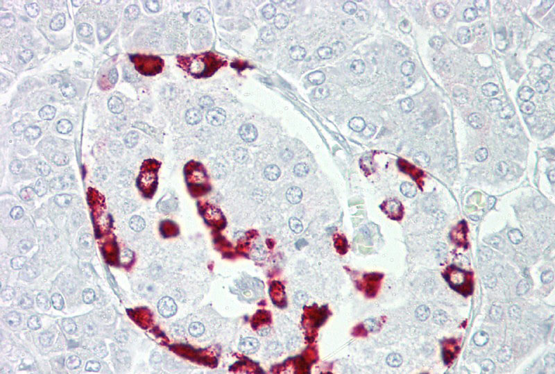 Immunohistochemistry with Pancreas tissue at an antibody concentration of 5ug/ml using anti-SSTR1 antibody (AI14420)
