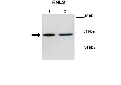 WB Suggested Anti-Rnls Antibody Positive Control: Lane 1: 40ug Mouse N2a cell lysate Lane 2: 40ug Mouse N2a cell lysate Primary Antibody Dilution : 1:500 Secondary Antibody : Anti-rabbit-HRP Secondry Antibody Dilution : 1:2500 Submitted by: Nitish R Mahapatra, IIT Madras