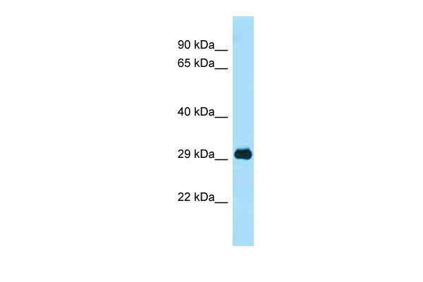 Phb antibody - C-terminal region (AI14648) validated by WB using Mouse Thymus at 1.0ug/ml.