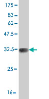 Antibody Reactive Against Recombinant Protein.Western Blot detection against Immunogen (33 KDa) . 