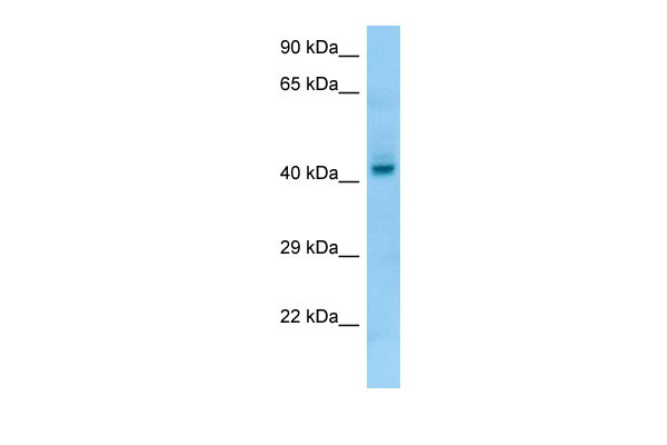 WB Suggested Anti-PGA4 Antibody Titration: 1.0 ug/ml Positive Control: Fetal Liver