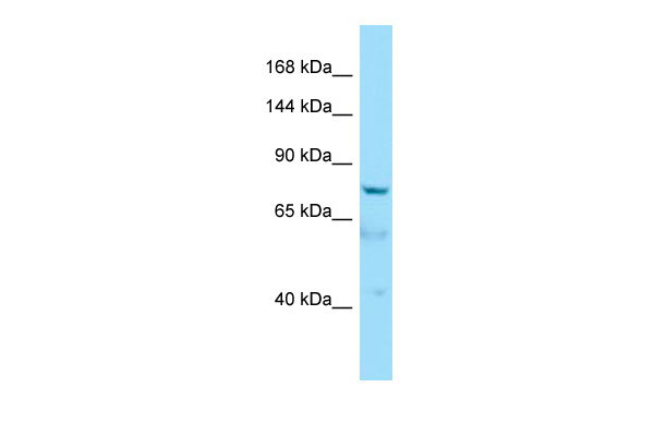 Host: Rabbit Target Name: AKNA Sample Tissue: HepG2 Whole Cell lysates Antibody Dilution: 1.0ug/ml