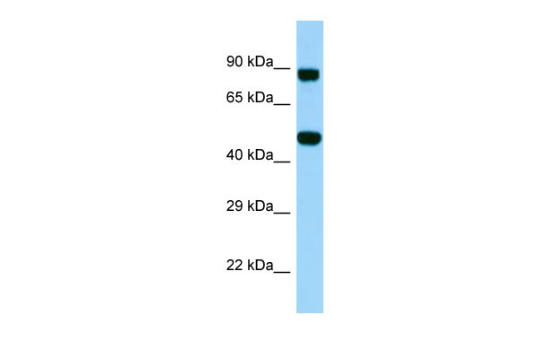 Host: Rabbit Target Name: KDELC2 Sample Tissue: PANC1 Whole Cell lysates Antibody Dilution: 1.0ug/ml