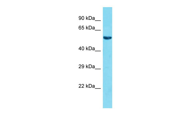 Host: Rabbit Target Name: FAM117A Sample Tissue: HepG2 Whole Cell lysates Antibody Dilution: 1.0ug/mlFAM117A is supported by BioGPS gene expression data to be expressed in HepG2