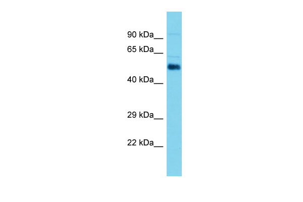 Host: Rabbit Target Name: Aldh1a2 Sample Tissue: Mouse Testis lysates Antibody Dilution: 1.0ug/ml