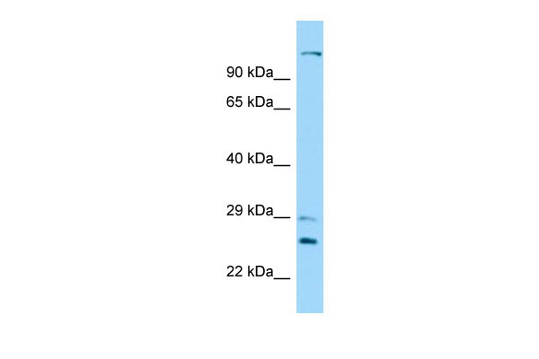 Host: Rabbit Target Name: DNAH12 Sample Tissue: 721_B Whole Cell lysates Antibody Dilution: 1.0ug/ml