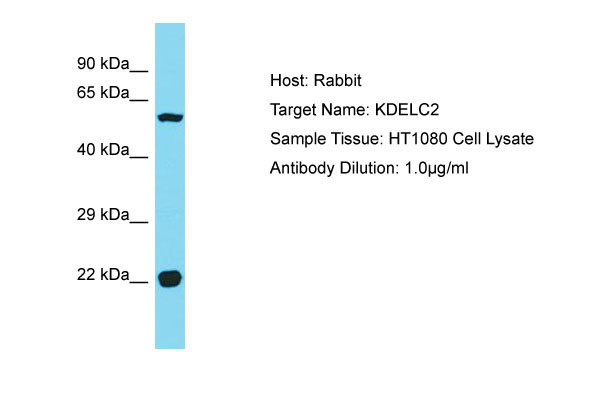 Host: Rabbit Target Name: KDELC2 Sample Tissue: HT1080 Whole Cell lysates Antibody Dilution: 1.0ug/ml
