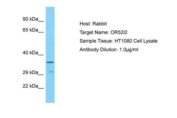 Host: Rabbit Target Name: OR52I2 Sample Tissue: HT1080 Whole Cell lysates Antibody Dilution: 1.0ug/ml