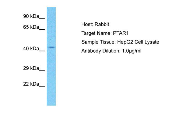 Host: Rabbit Target Name: PTAR1 Sample Tissue: HepG2 Whole Cell lysates Antibody Dilution: 1.0ug/ml