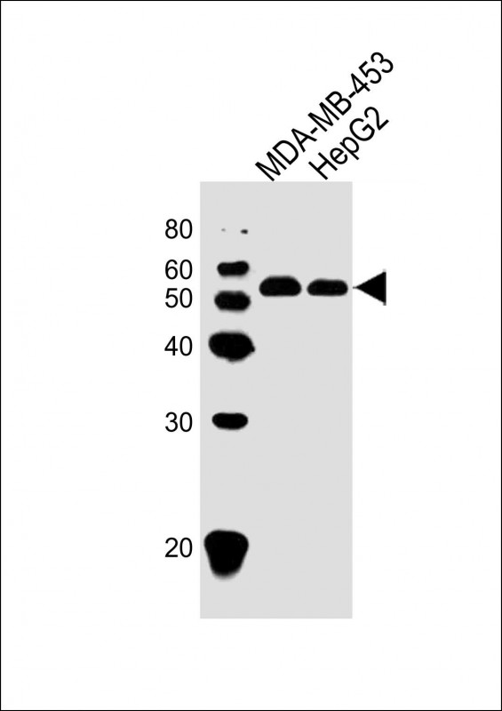 All lanes : Anti-TUBA3C Antibody (C-term) at 1:1000 dilution Lane 1: MDA-MB-453 whole cell lysate Lane 2: HepG2 whole cell lysate Lysates/proteins at 20 µg per lane. Secondary Goat Anti-Rabbit IgG, (H+L), Peroxidase conjugated at 1/10000 dilution. Predicted band size : 50 kDa Blocking/Dilution buffer: 5% NFDM/TBST.
