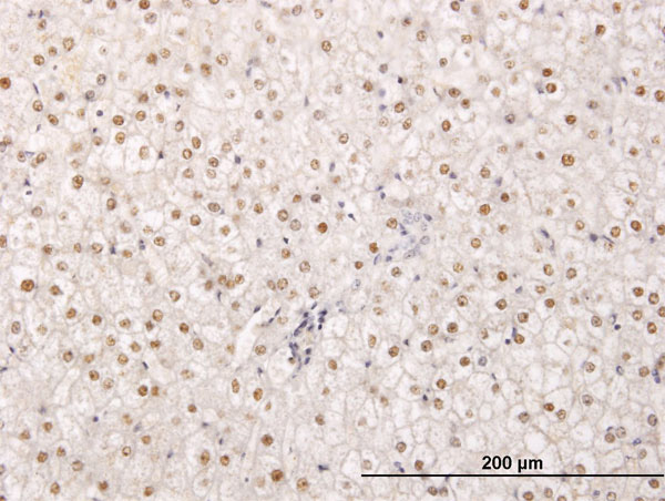 Immunoperoxidase of monoclonal antibody to TPRX1 on formalin-fixed paraffin-embedded human liver. [antibody concentration 0.8 ug/ml]