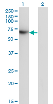 Western Blot analysis of TFCP2 expression in transfected 293T cell line by TFCP2 monoclonal antibody (M01), clone 3H6.Lane 1: TFCP2 transfected lysate(57.3 KDa).Lane 2: Non-transfected lysate.