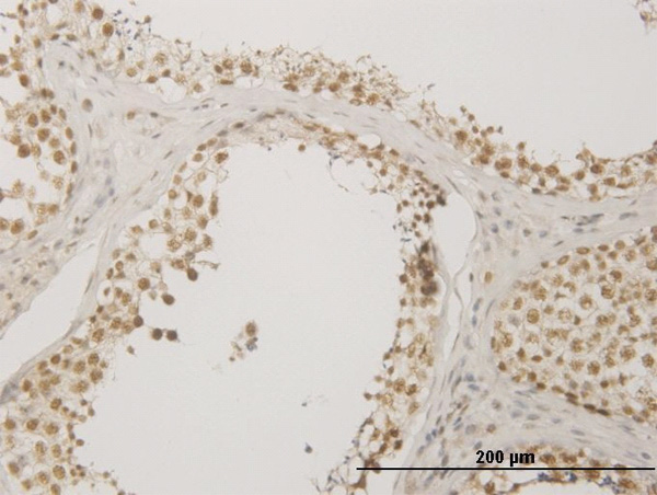 Immunoperoxidase of monoclonal antibody to NUDT21 on formalin-fixed paraffin-embedded human testis. [antibody concentration 3 ug/ml]