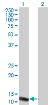 Western Blot analysis of VPREB3 expression in transfected 293T cell line by VPREB3 monoclonal antibody (M08), clone 4H8.Lane 1: VPREB3 transfected lysate(13.7 KDa).Lane 2: Non-transfected lysate.