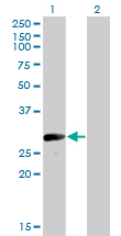Western Blot analysis of VGLL1 expression in transfected 293T cell line by VGLL1 monoclonal antibody (M01), clone 3C7.Lane 1: VGLL1 transfected lysate(28.7 KDa).Lane 2: Non-transfected lysate.