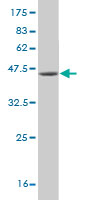 Antibody Reactive Against Recombinant Protein.Western Blot detection against Immunogen (35.79 KDa) . 