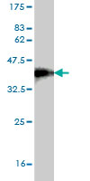 Antibody Reactive Against Recombinant Protein.Western Blot detection against Immunogen (36.74 KDa) . 