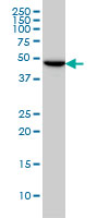 TUBG2 monoclonal antibody (M01), clone 4F6 Western Blot analysis of TUBG2 expression in HeLa ( (Cat # AT4407a )