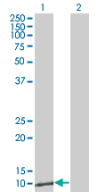 Western Blot analysis of ZNRD1 expression in transfected 293T cell line by ZNRD1 monoclonal antibody (M01), clone 6C12.Lane 1: ZNRD1 transfected lysate(13.9 KDa).Lane 2: Non-transfected lysate.
