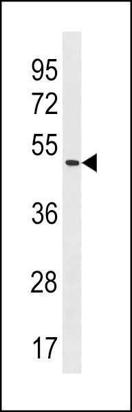 POLE2 Antibody (C-term) (Cat. #AP20396b) western blot analysis in HL-60 cell line lysates (35ug/lane).This demonstrates the POLE2 antibody detected the POLE2 protein (arrow).