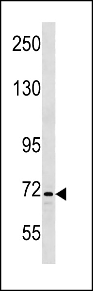 INTS9 Antibody (C-term) (Cat. #AP20367b) western blot analysis in K562 cell line lysates (35ug/lane).This demonstrates the INTS9 antibody detected the INTS9 protein (arrow).