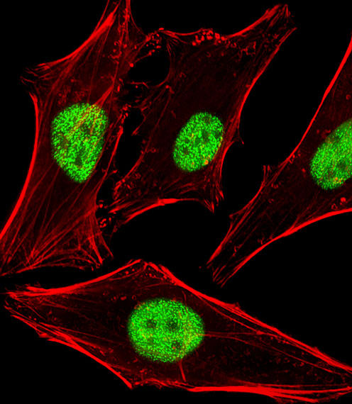 Fluorescent image of Hela cells stained with PPHLN1 Antibody (N-term)(Cat#AP20529A). AP20529A was diluted at 1:25 dilution. An Alexa Fluor 488-conjugated goat anti-rabbit lgG at 1:400 dilution was used as the secondary antibody (green). Cytoplasmic actin was counterstained with Alexa Fluor® 555 conjugated with Phalloidin (red).