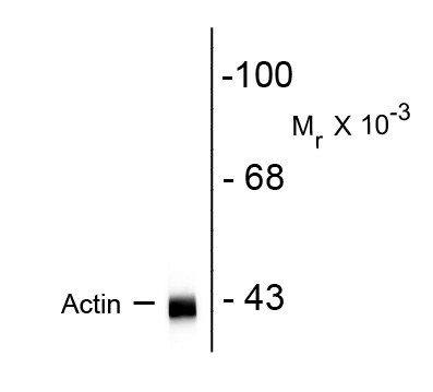 Western blot of rat hippocampal homogenate showing specific immunolabelingof the ~ 42k actin protein.