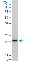 RPS5 monoclonal antibody (M02), clone 4H3. Western Blot analysis of RPS5 expression in NIH/3T3((Cat # AT3719a )