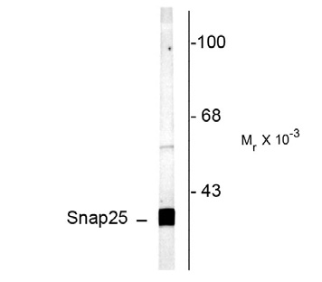 Western blot of rat cortex lysate showing specific labeling of the ~25k SNAP25 protein.