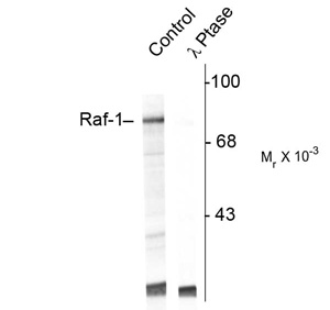 Western blot of UV treated human Jurkat cell lysate showing specific immunolabeling of the~74k Raf-1 protein (Control). The phosphospecificity of this labeling is shown in the second lane(lambda-phosphatase: λ-Ptase). The blot is identical to the control except that it was incubatedin λ-Ptase (1200 units for 30 min) before being exposed to the phospho Ser301 Raf-1 antibody.The immunolabeling of Raf-1 is completely eliminated by treatment with λ-Ptase.