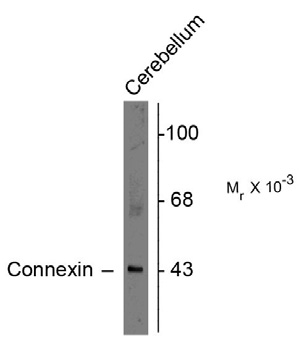 Western blot of rat cerebellar lysate showing specific immunolabeling of the ~43k connexin43 protein.