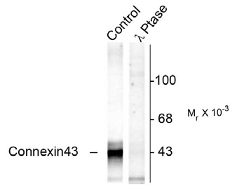 Western blot of rat hippocampal lysate showing specific immunolabeling of the ~43k connexin43 phosphorylated at Ser368 (Control). The phosphospecificity of this labeling is shown in the second lane (lambda-phosphatase: λ-Ptase). The blot is identical to the control except that it was incubated in λ-Ptase (1200 units for 30 min) before being exposed to the phospho-Ser368 connexin43 antibody. The immunolabeling of connexin43 is completely eliminated by treatment with λ-Ptase.
